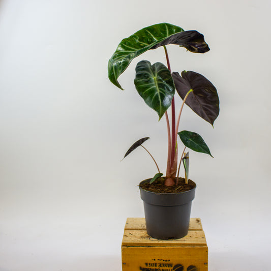 Alocasia Pink dragon 14cm H45cm