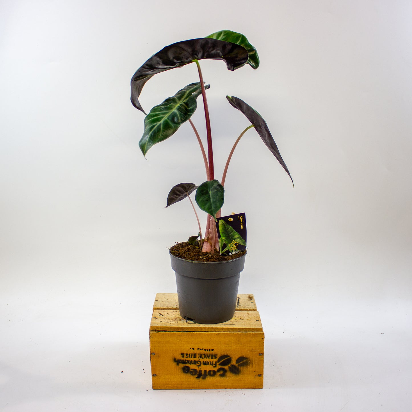 Alocasia Pink dragon 14cm H45cm