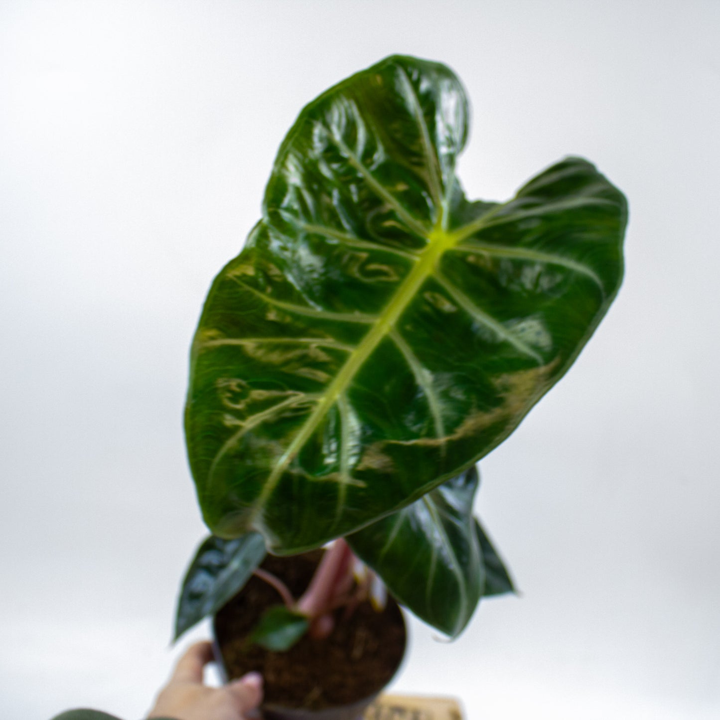 Alocasia Pink dragon 14cm H45cm