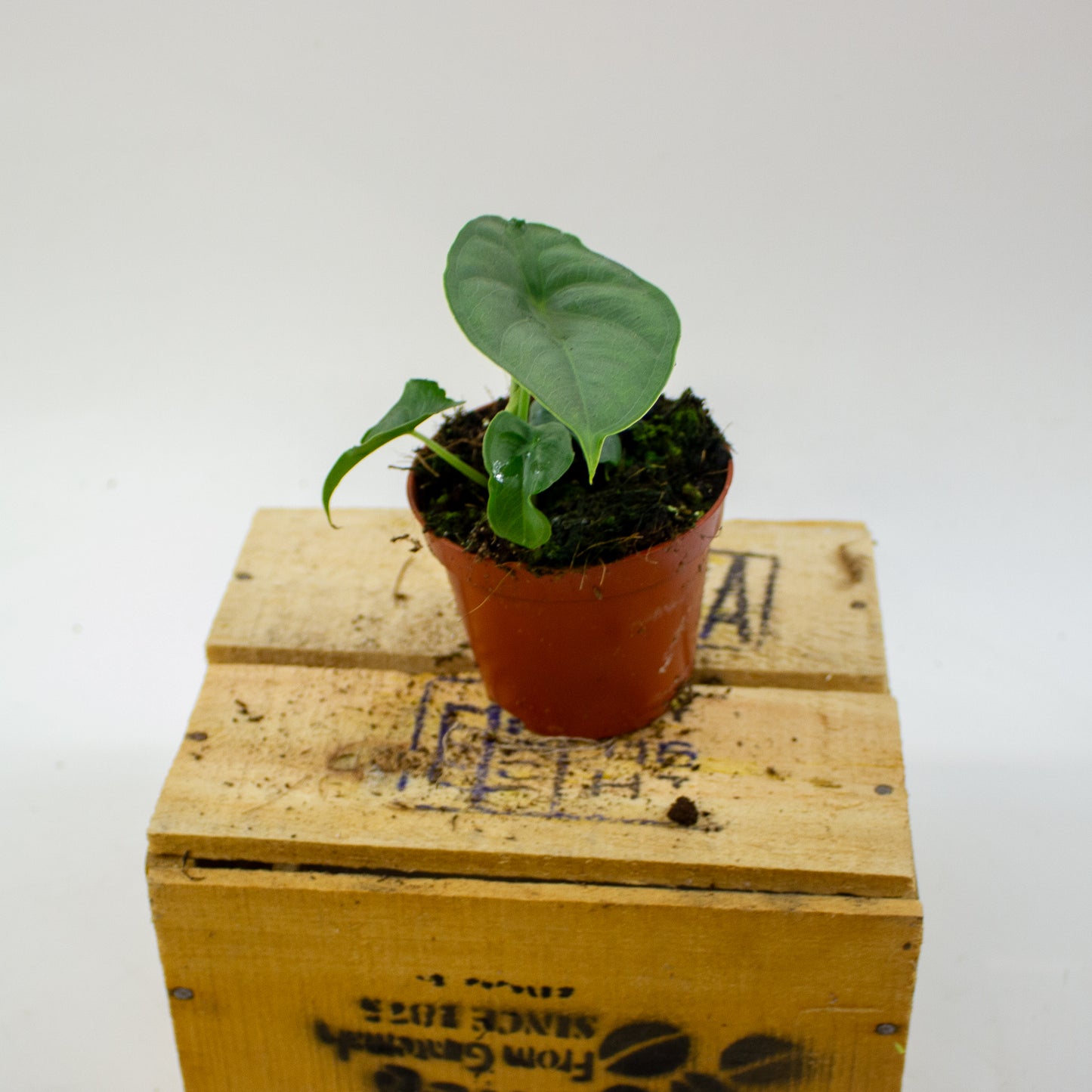 Alocasia Puncak Borneensis 8cm H12cm