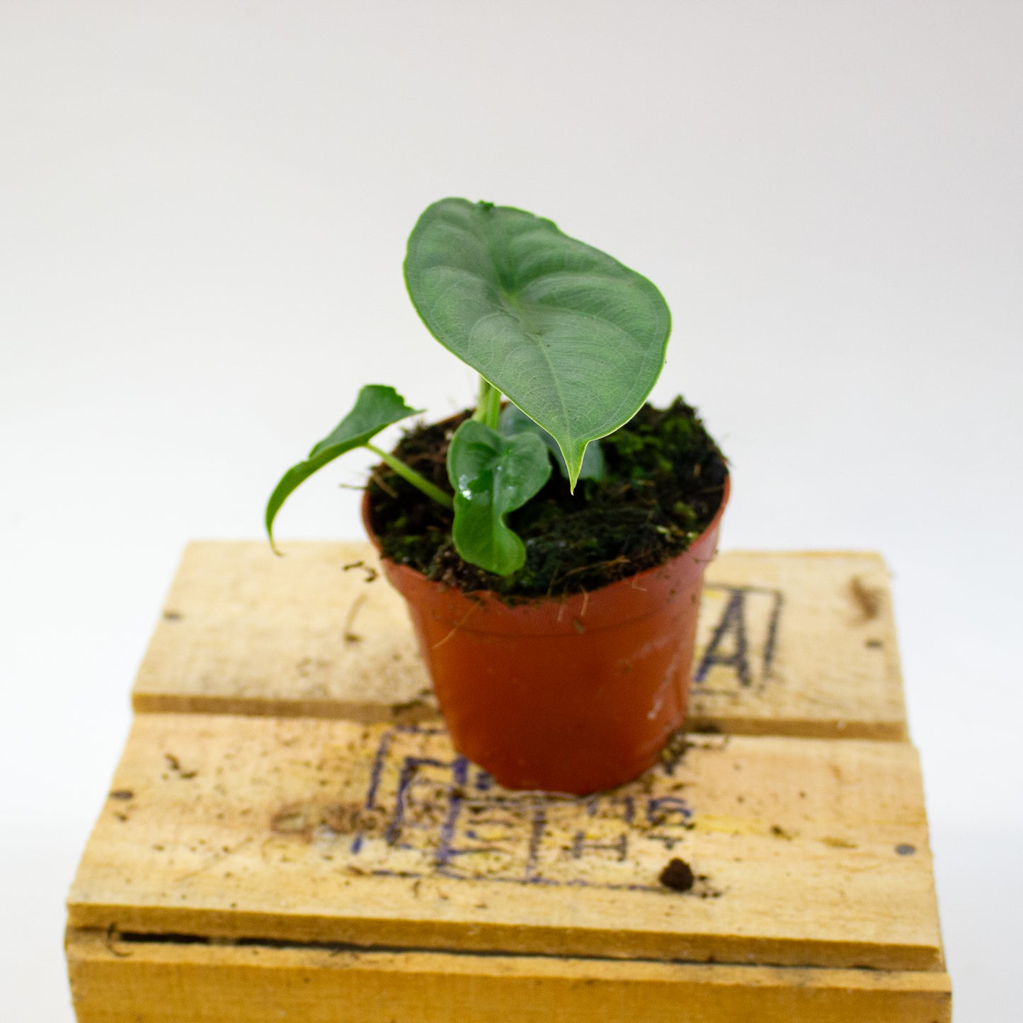 Alocasia Puncak Borneensis 8cm H12cm