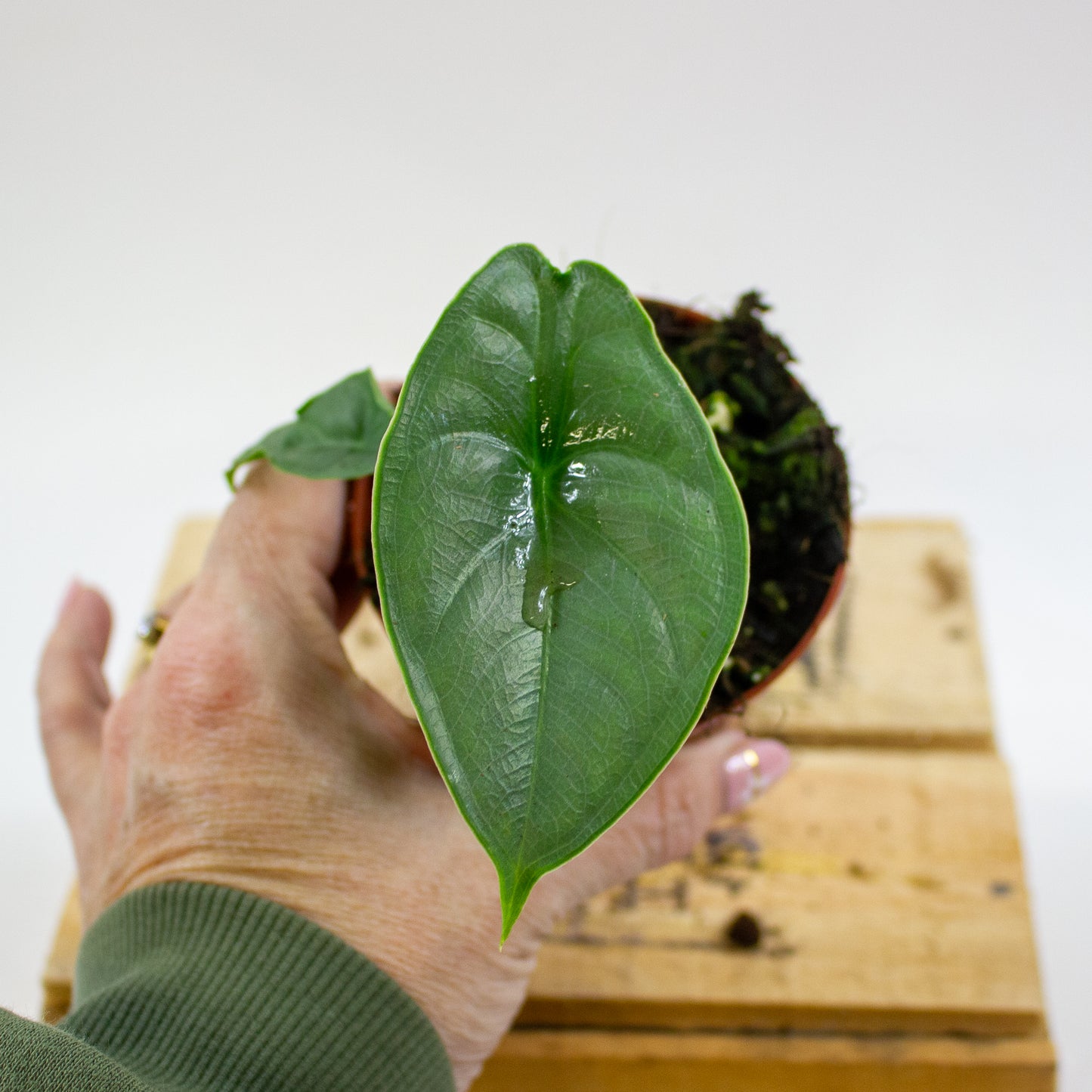 Alocasia Puncak Borneensis 8cm H12cm