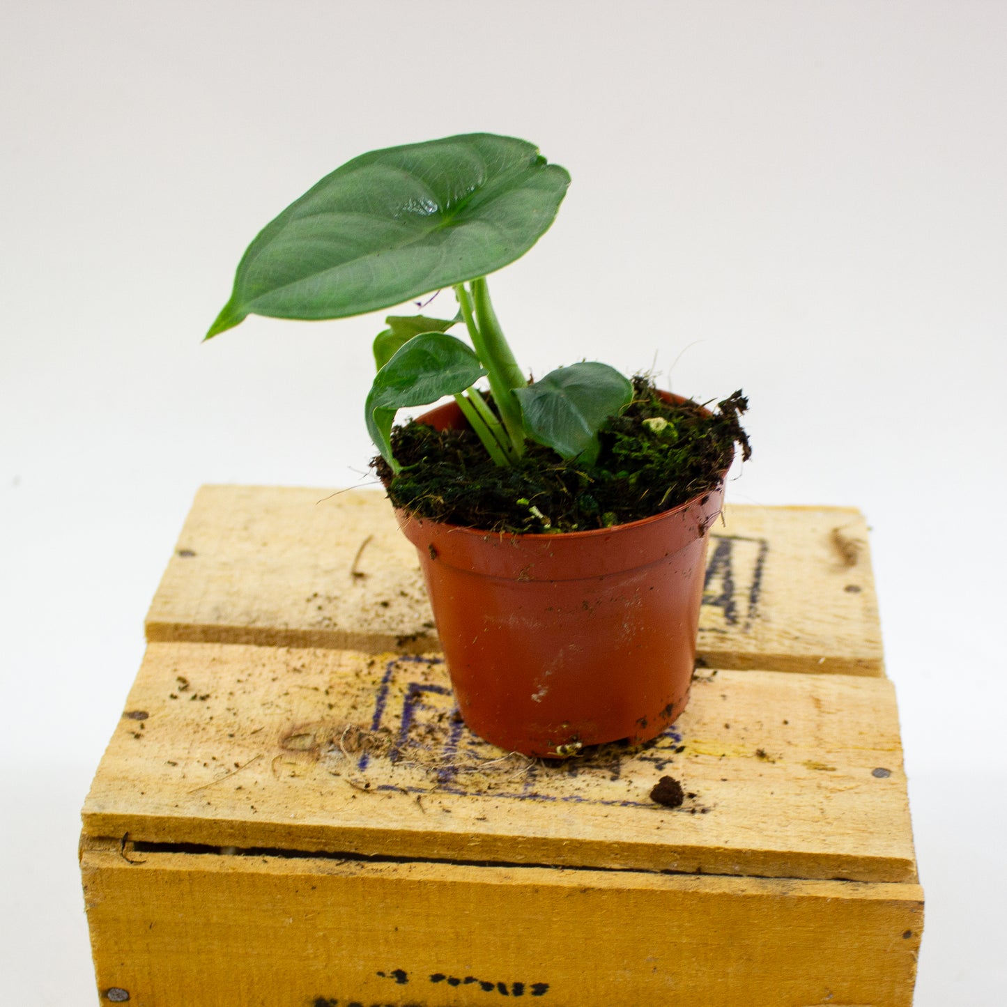 Alocasia Puncak Borneensis 8cm H12cm