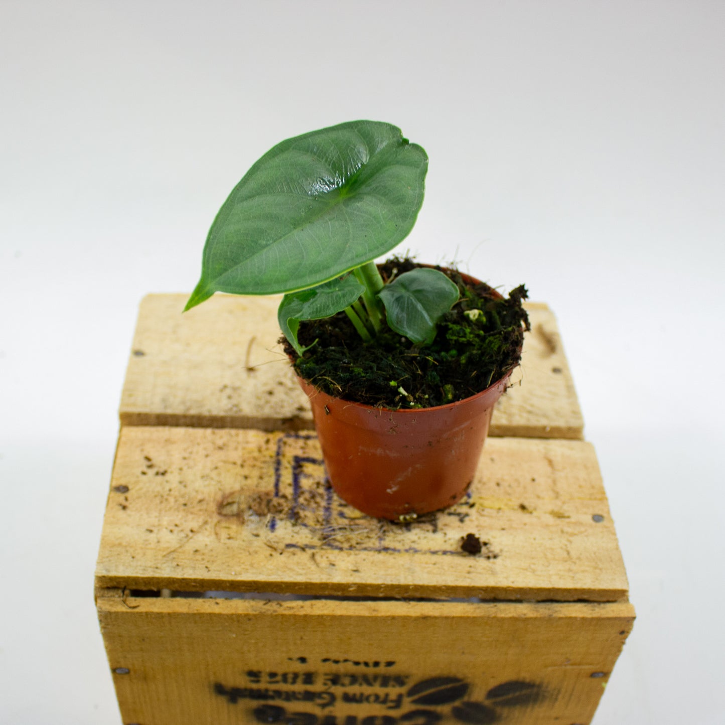 Alocasia Puncak Borneensis 8cm H12cm