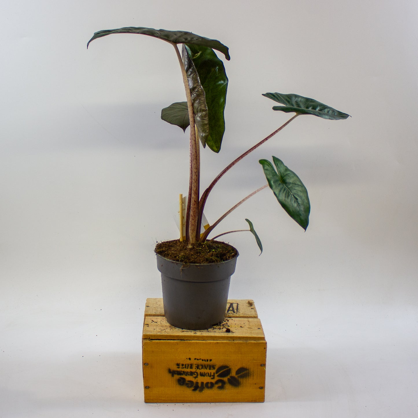 Alocasia sarawakensis Yucatan Princess 14cm H45cm