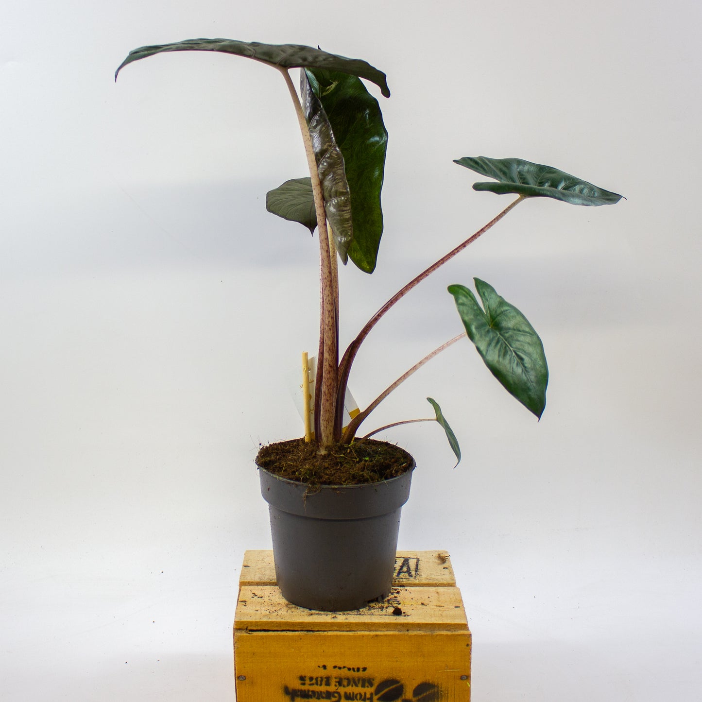 Alocasia sarawakensis Yucatan Princess 14cm H45cm