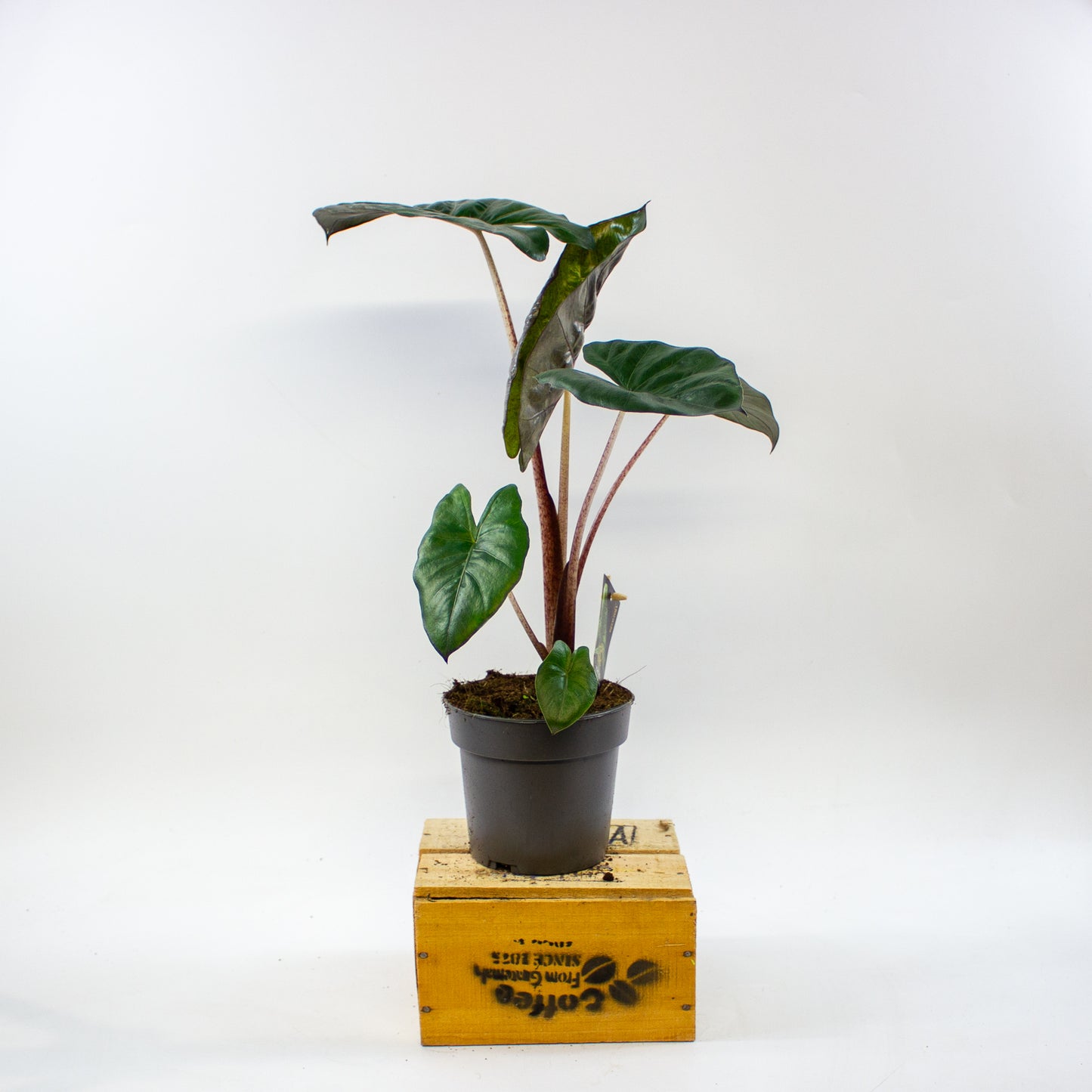 Alocasia sarawakensis Yucatan Princess 14cm H45cm