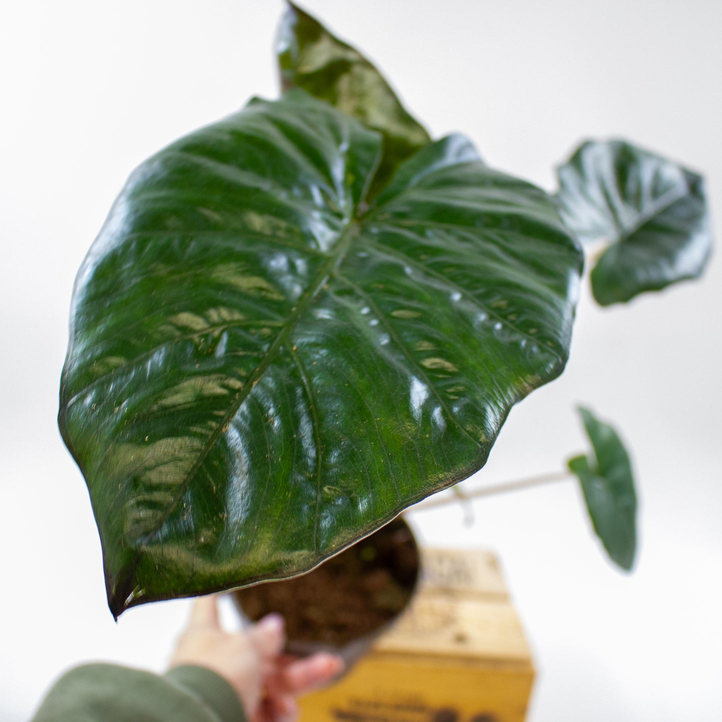 Alocasia sarawakensis Yucatan Princess 14cm H45cm