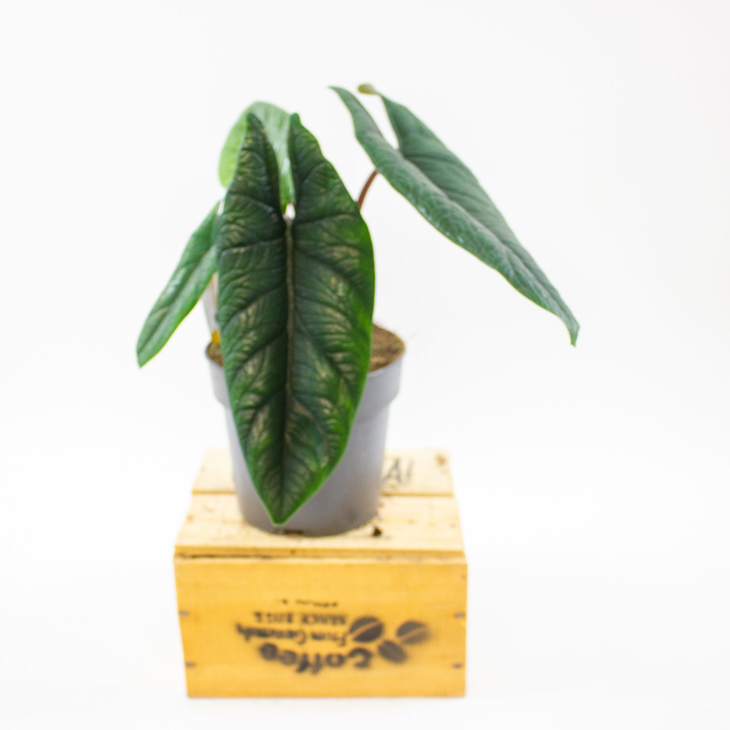 Alocasia Scalprum 14cm H40cm