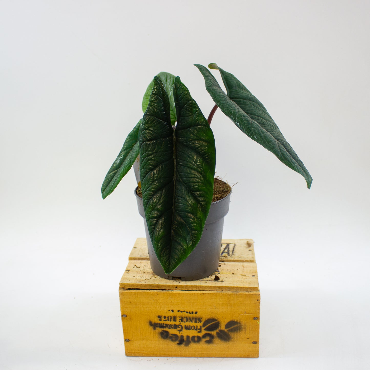 Alocasia Scalprum 14cm H40cm