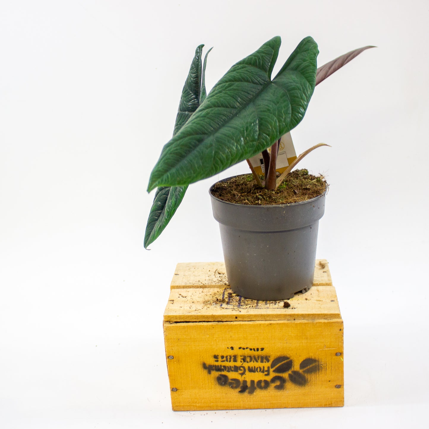 Alocasia Scalprum 14cm H40cm