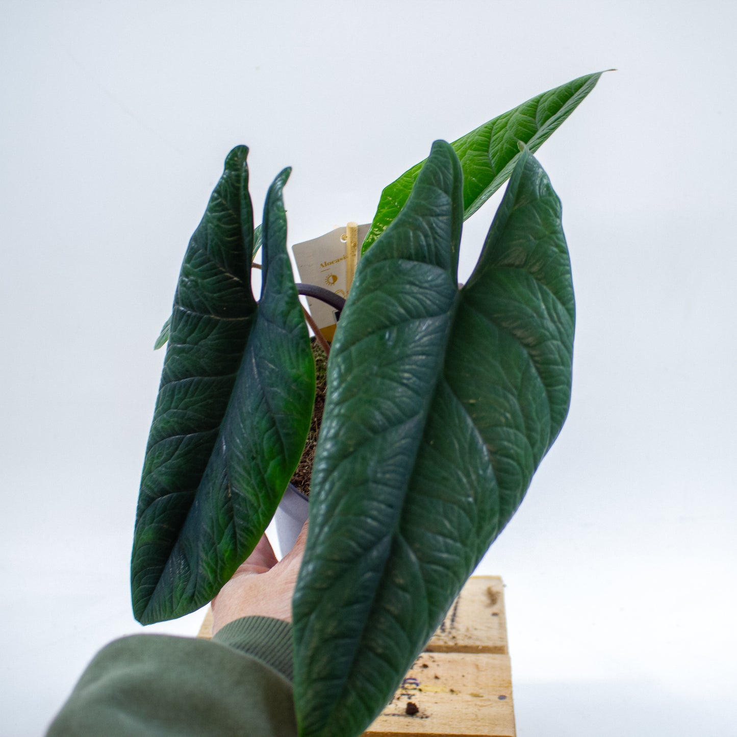 Alocasia Scalprum 14cm H40cm