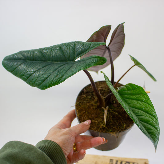 Alocasia Scalprum 14cm H40cm