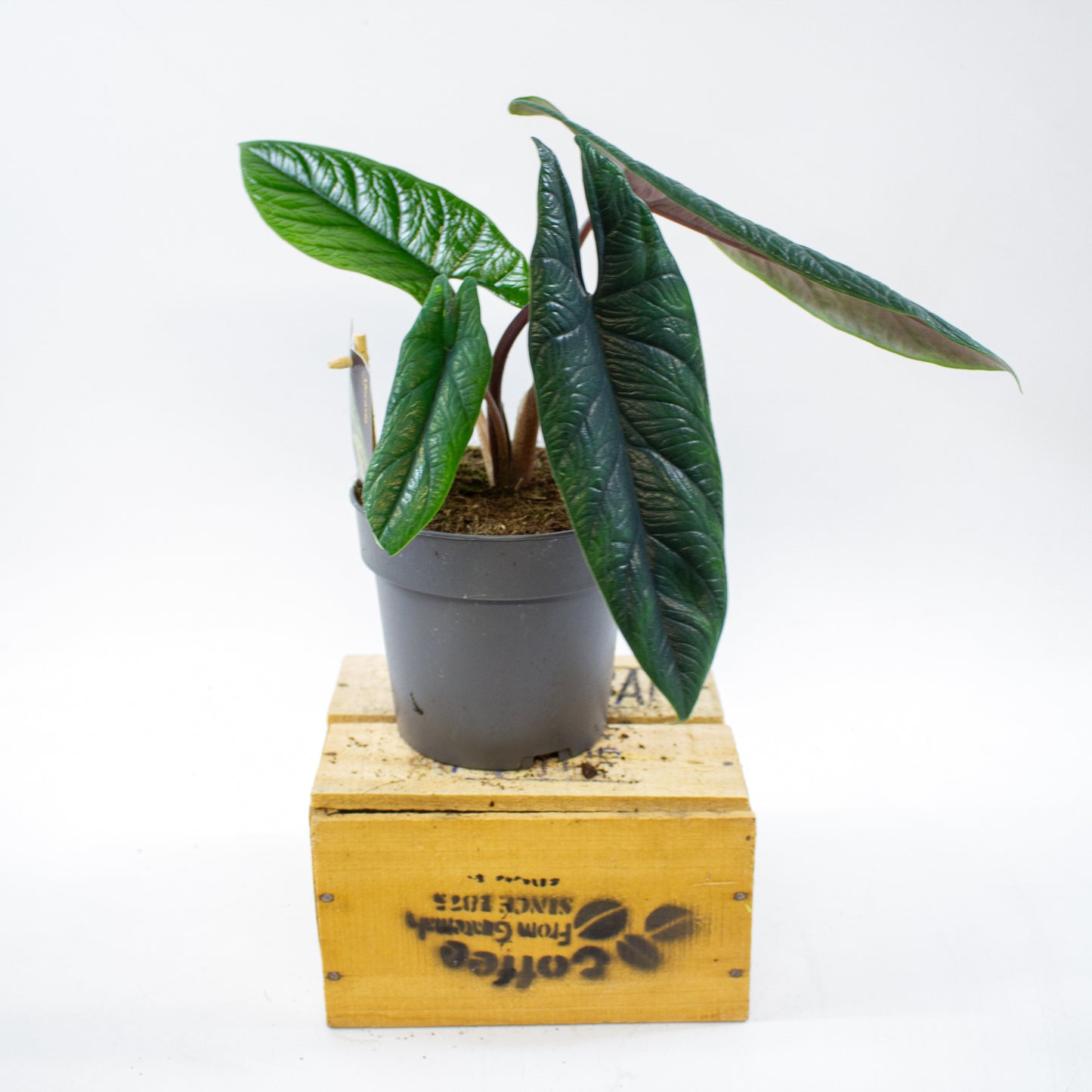 Alocasia Scalprum 14cm H40cm