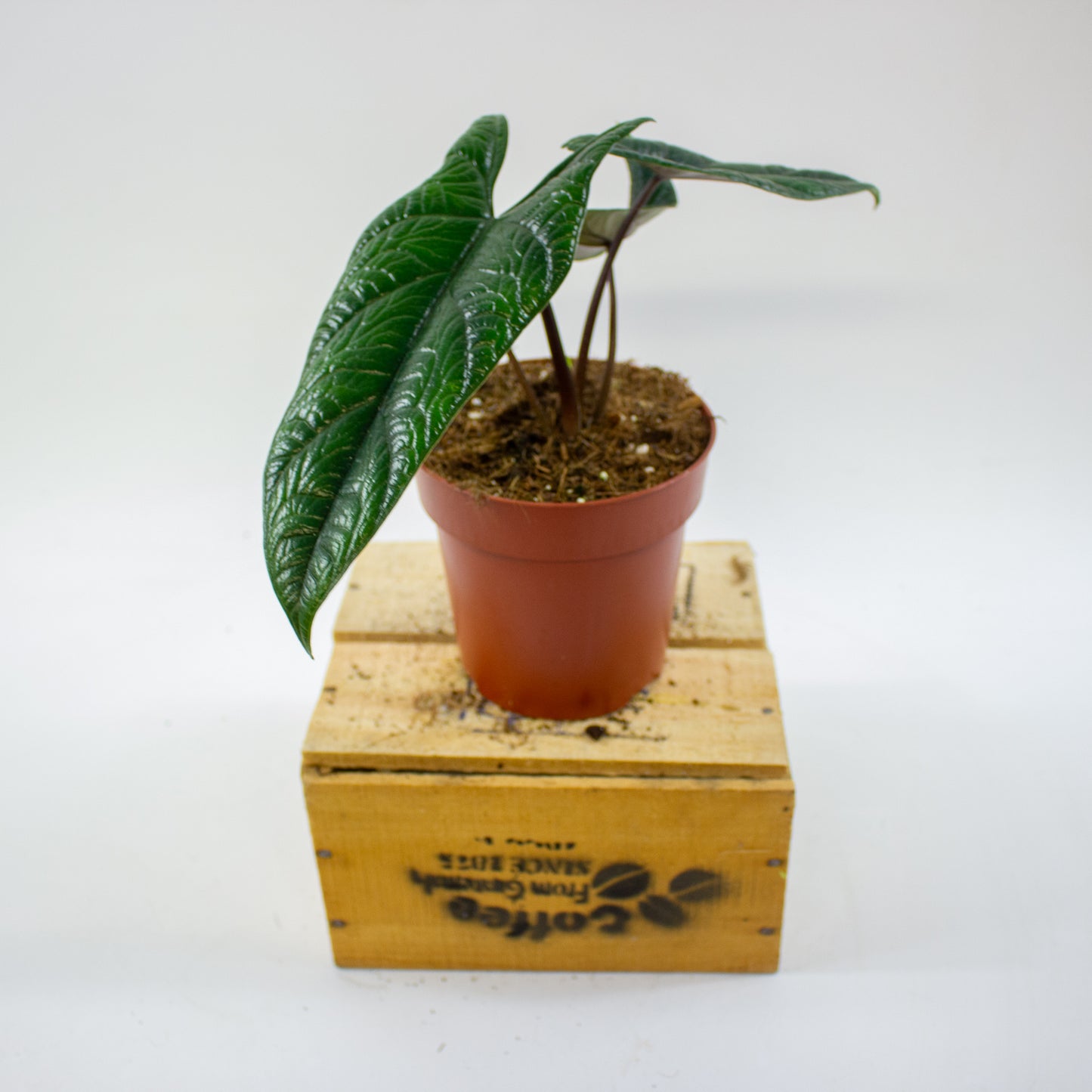 Alocasia Scalprum 12cm H30cm