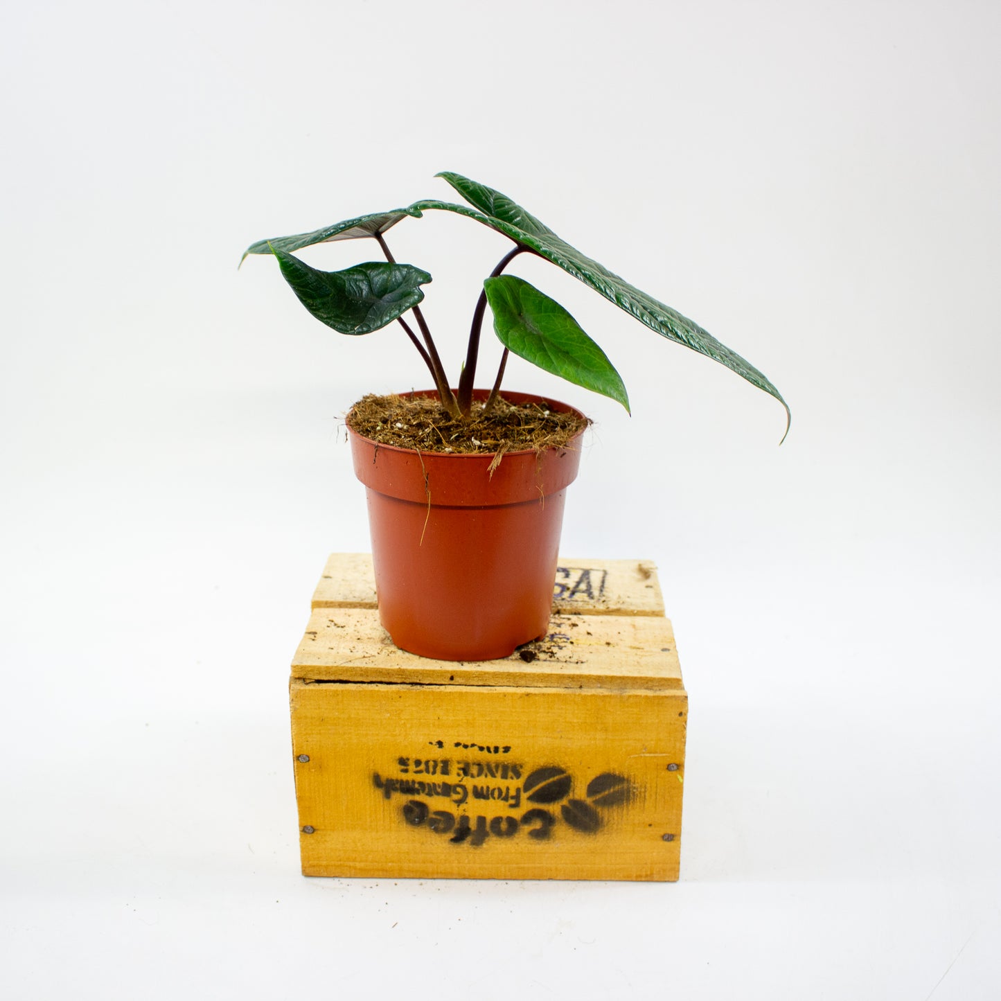 Alocasia Scalprum 12cm H30cm