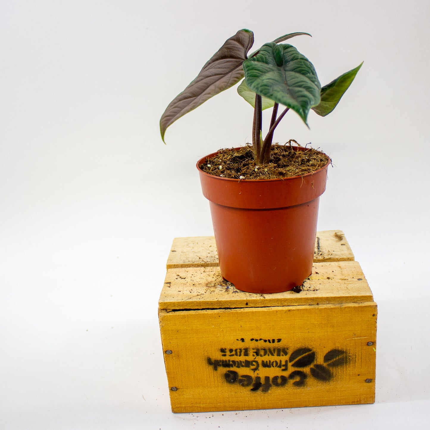 Alocasia Scalprum 12cm H30cm