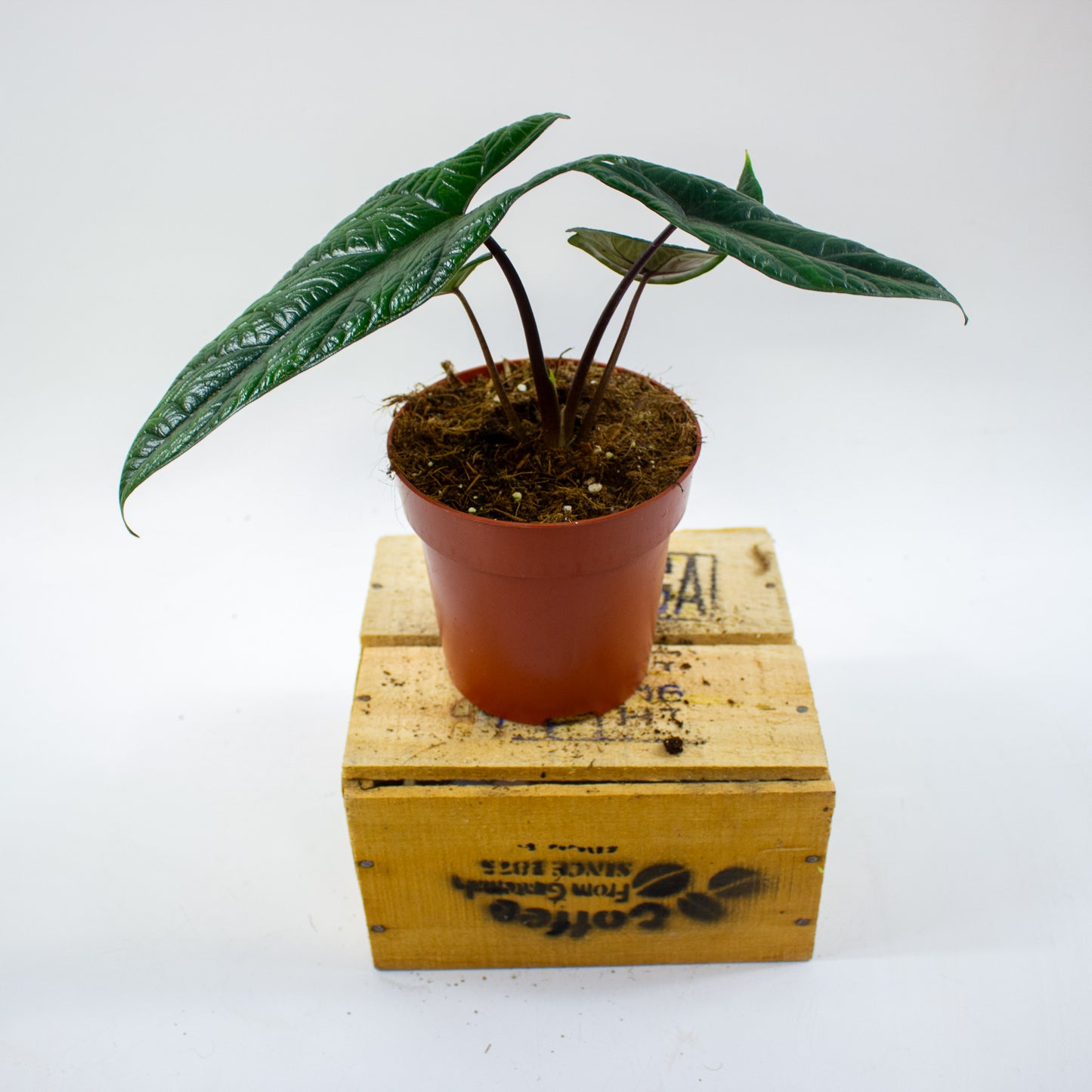 Alocasia Scalprum 12cm H30cm