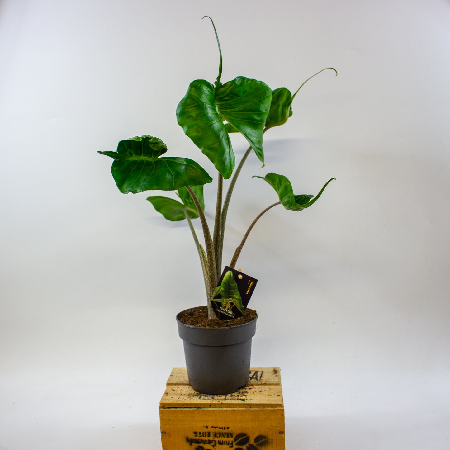 Alocasia Stingray 14cm H45cm
