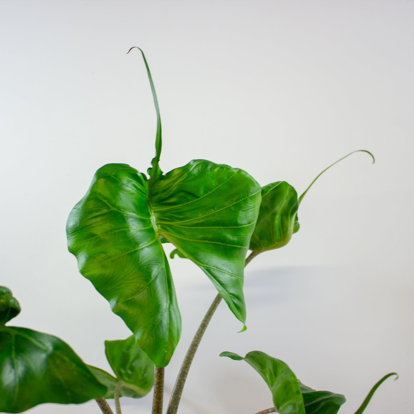 Alocasia Stingray 14cm H45cm