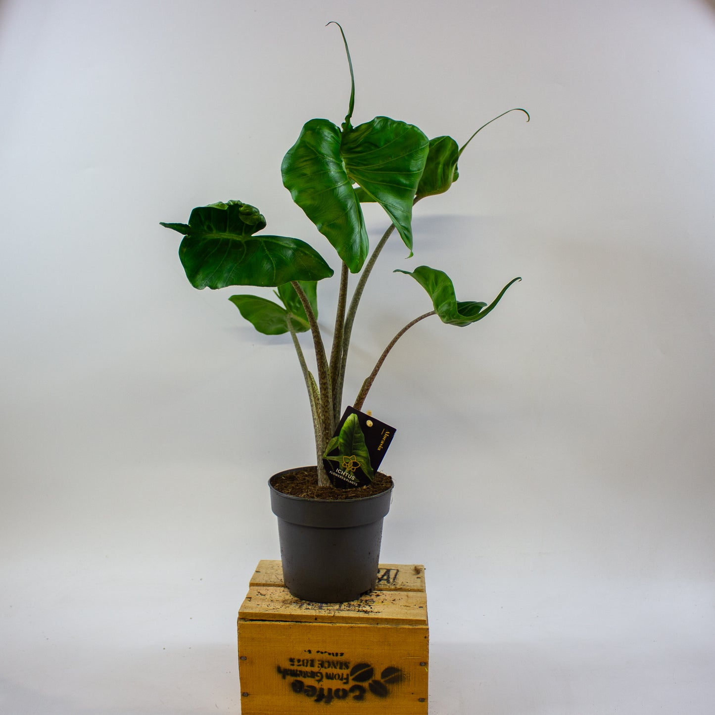 Alocasia Stingray 14cm H45cm