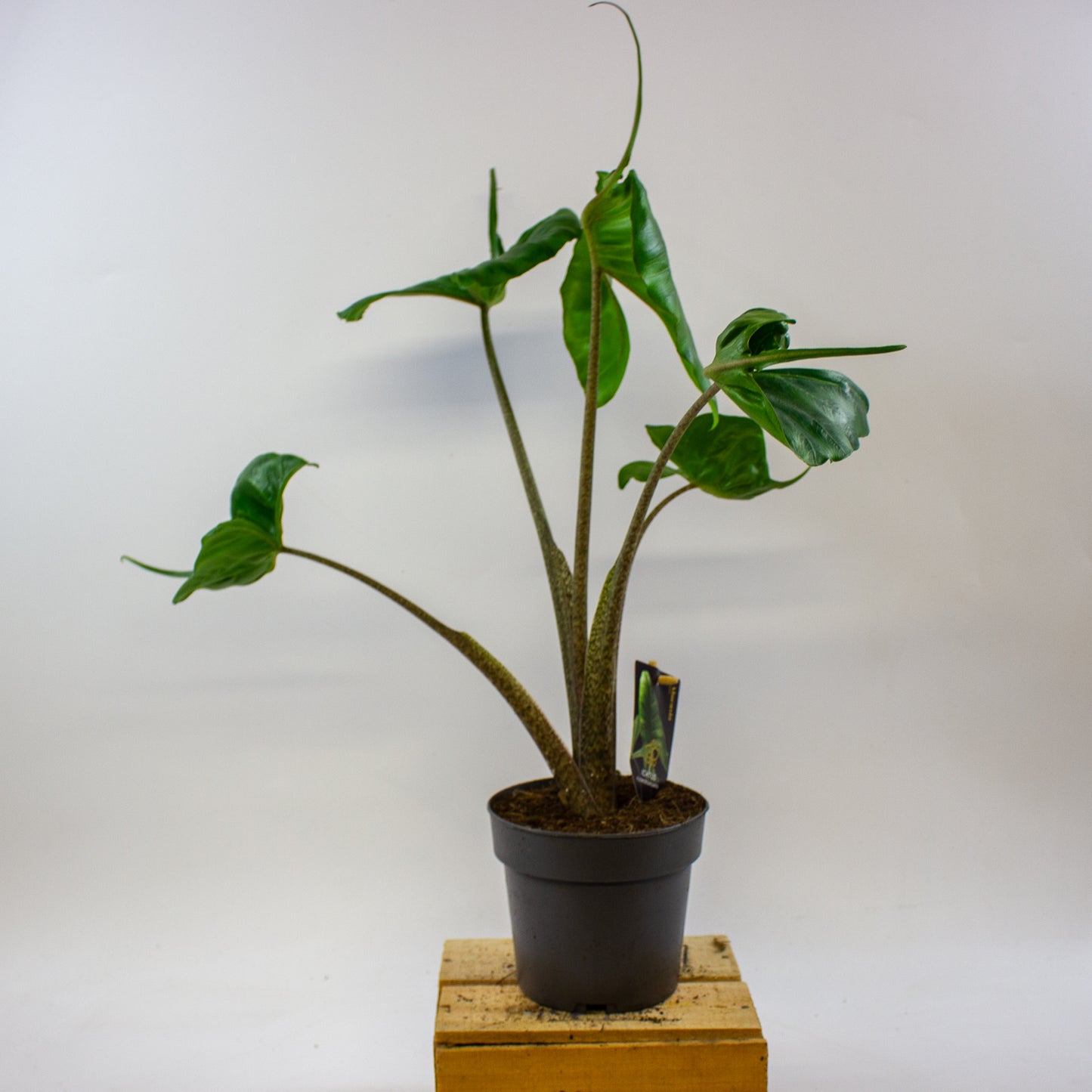 Alocasia Stingray 14cm H45cm