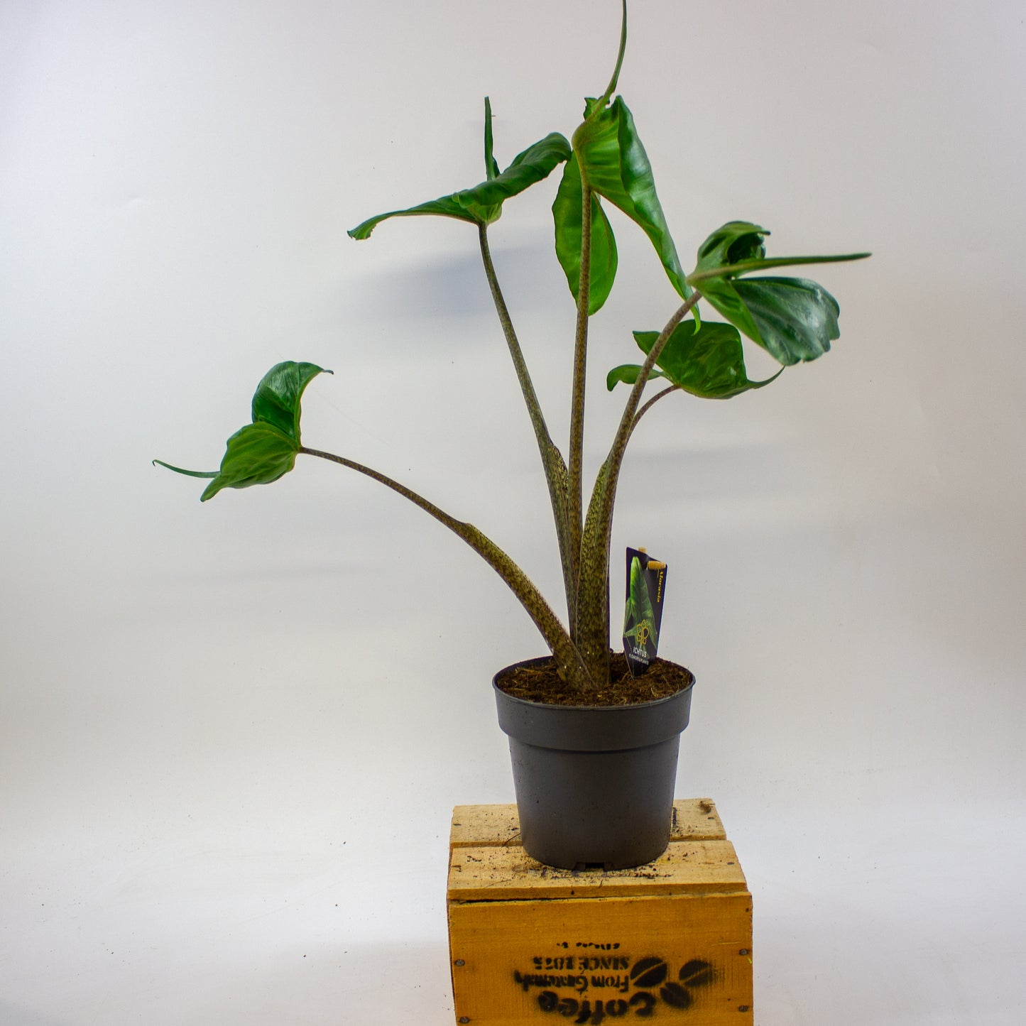 Alocasia Stingray 14cm H45cm