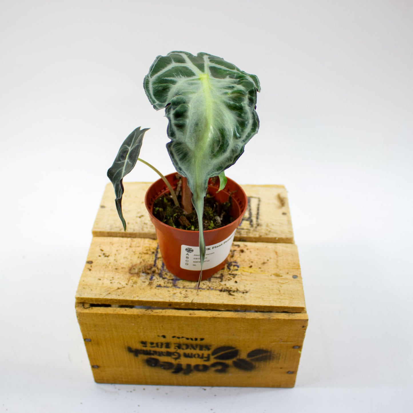 Alocasia Venom 8cm H12cm