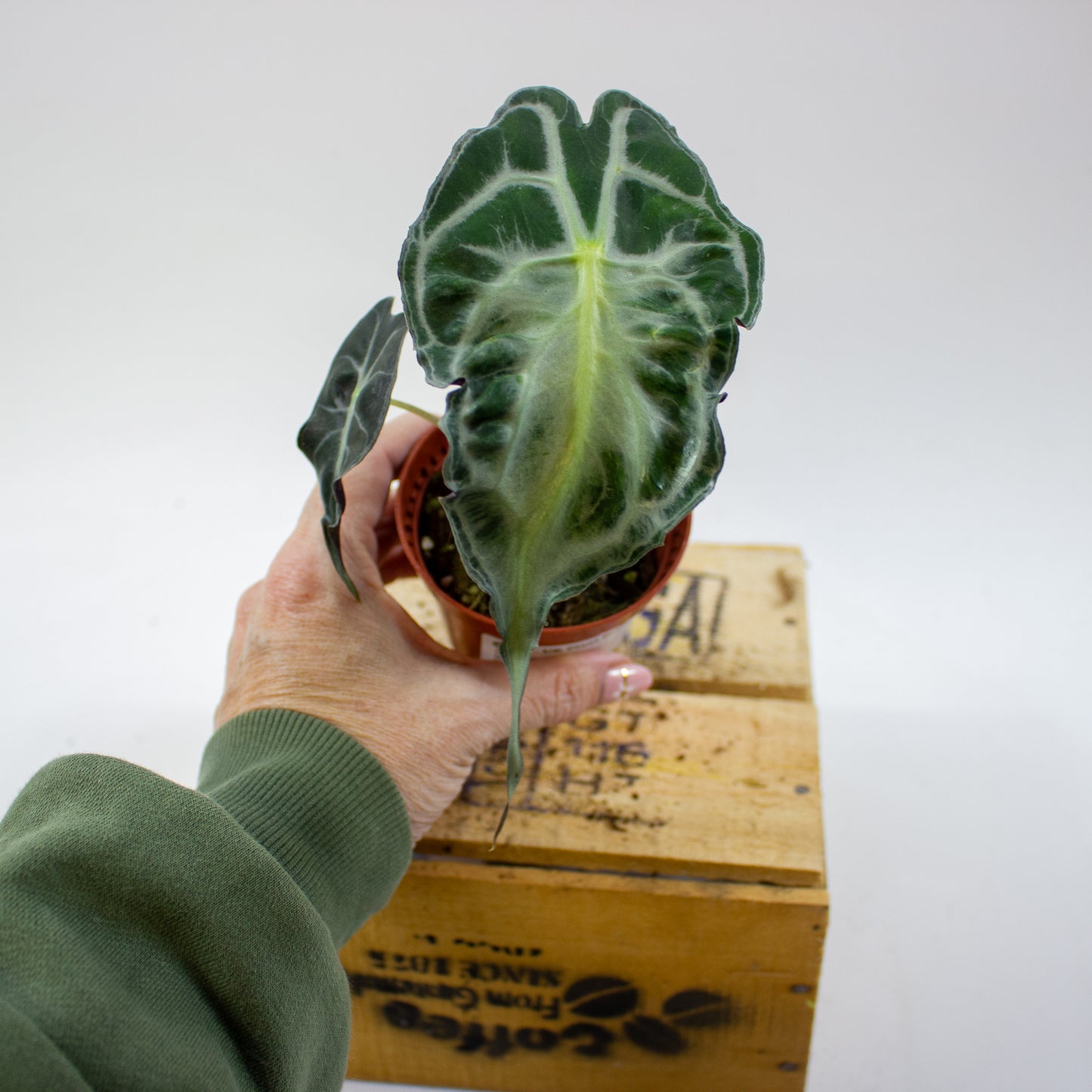 Alocasia Venom 8cm H12cm