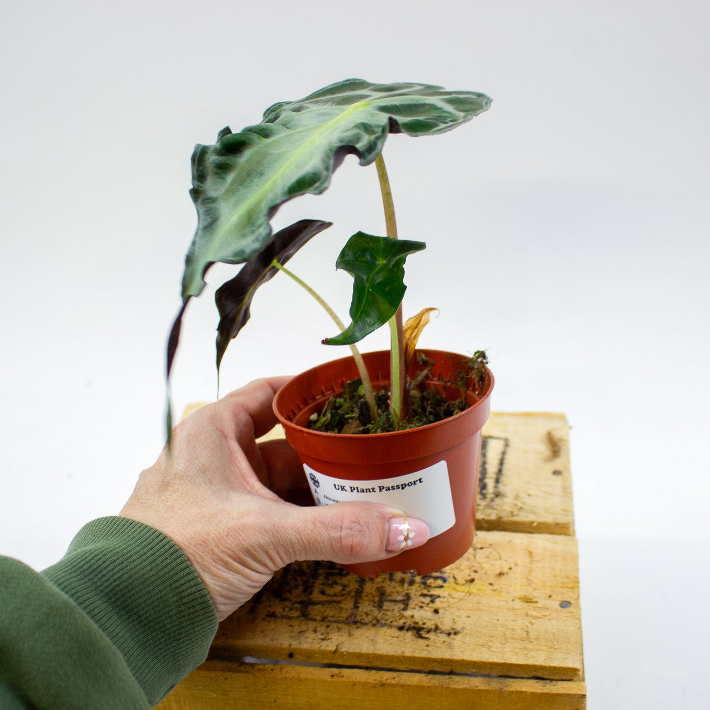 Alocasia Venom 8cm H12cm