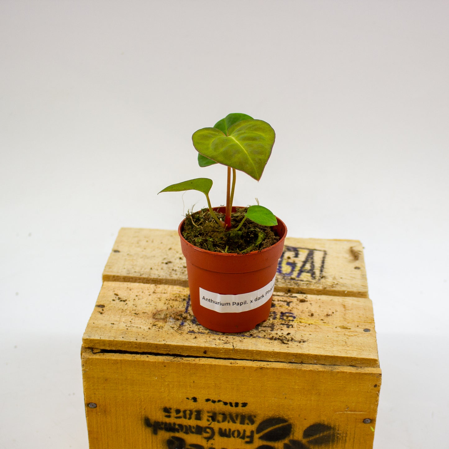 Anthurium Dark Phoenix x Papillilaminum 7cm H10cm