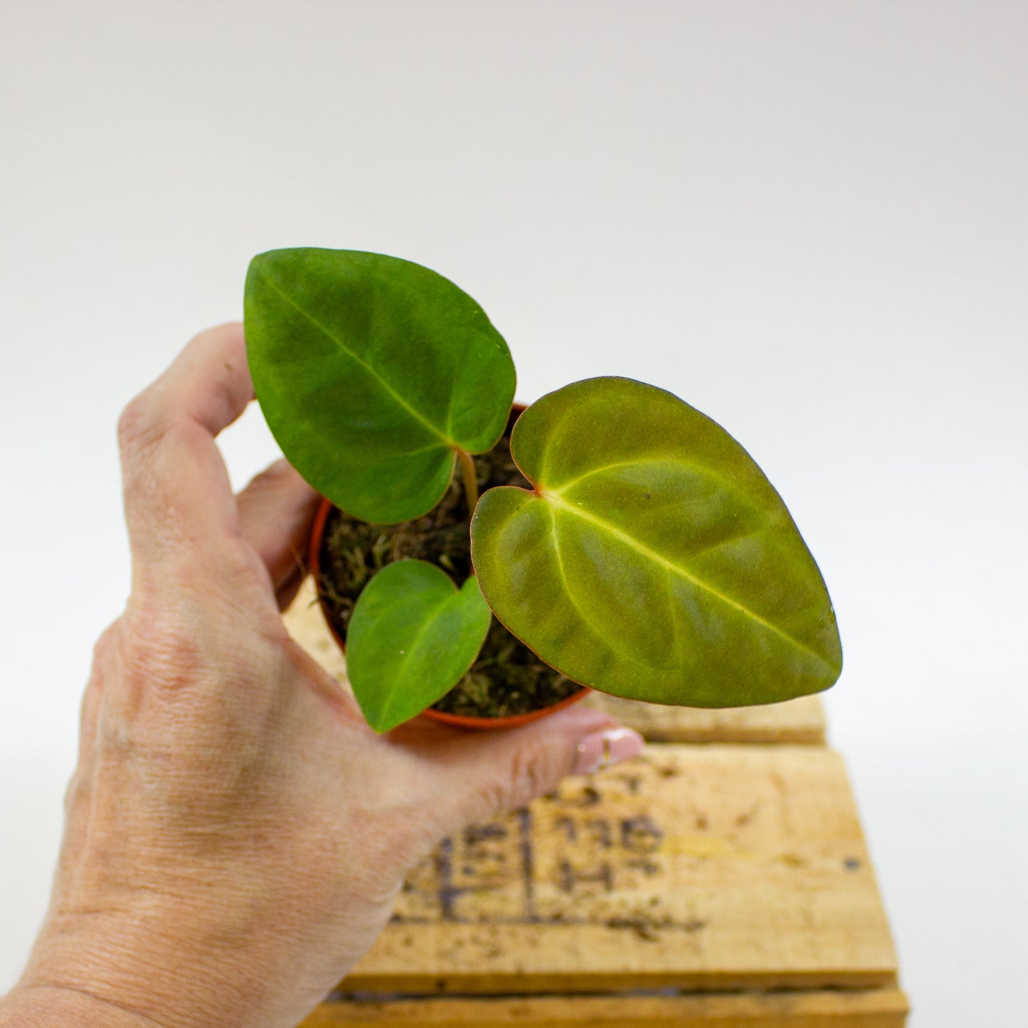 Anthurium Dark Phoenix x Papillilaminum 7cm H10cm