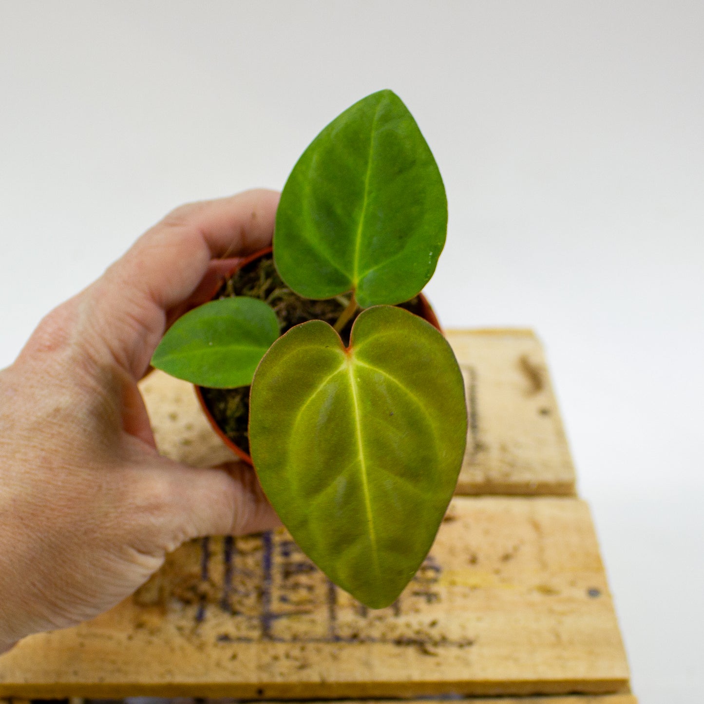 Anthurium Dark Phoenix x Papillilaminum 7cm H10cm