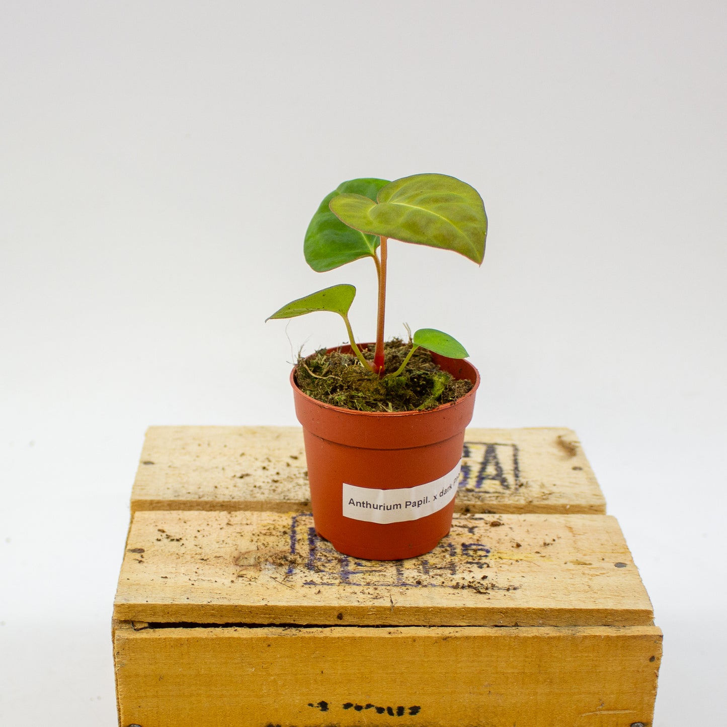 Anthurium Dark Phoenix x Papillilaminum 7cm H10cm