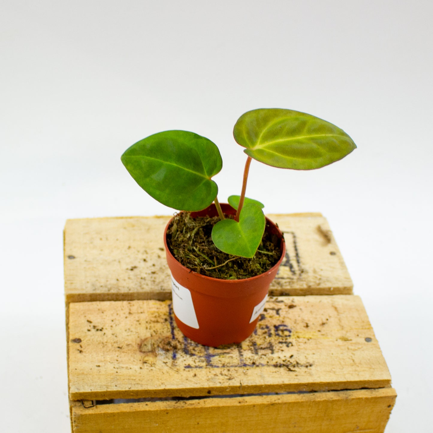 Anthurium Dark Phoenix x Papillilaminum 7cm H10cm