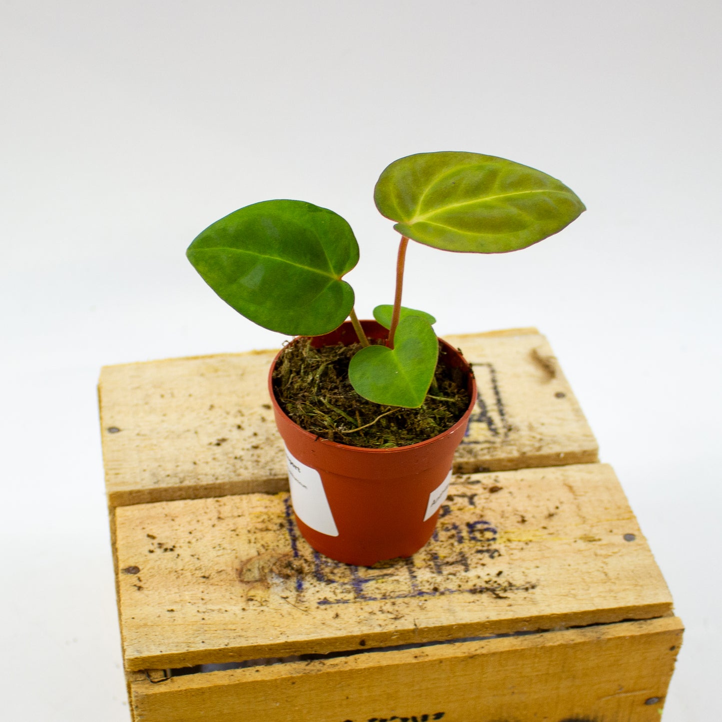 Anthurium Dark Phoenix x Papillilaminum 7cm H10cm