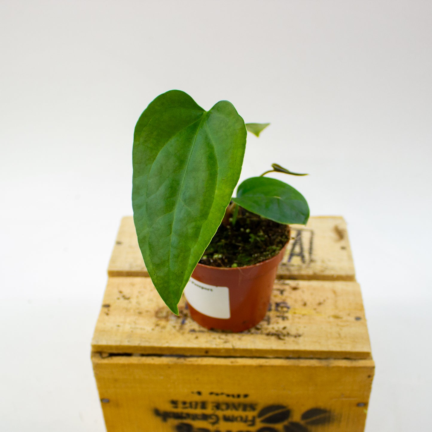 Anthurium Napo 8cm H12cm