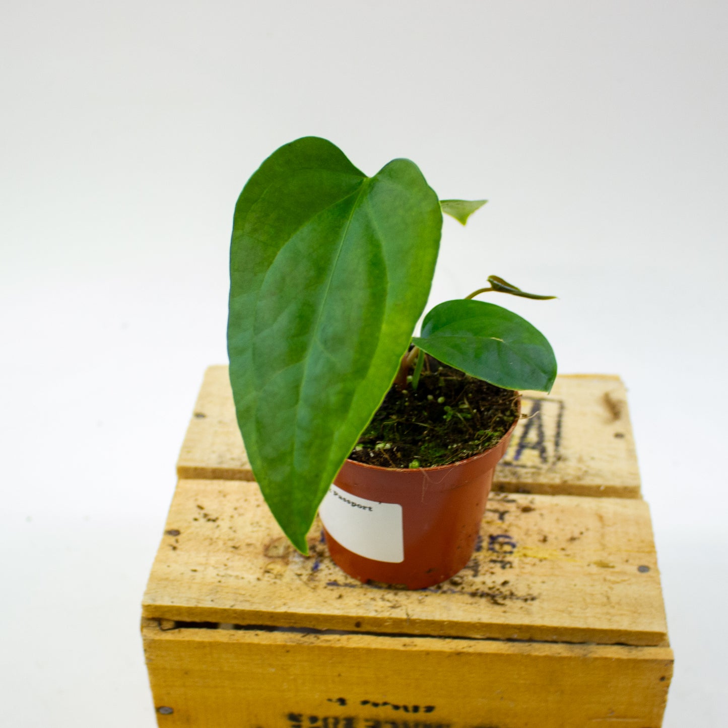 Anthurium Napo 8cm H12cm
