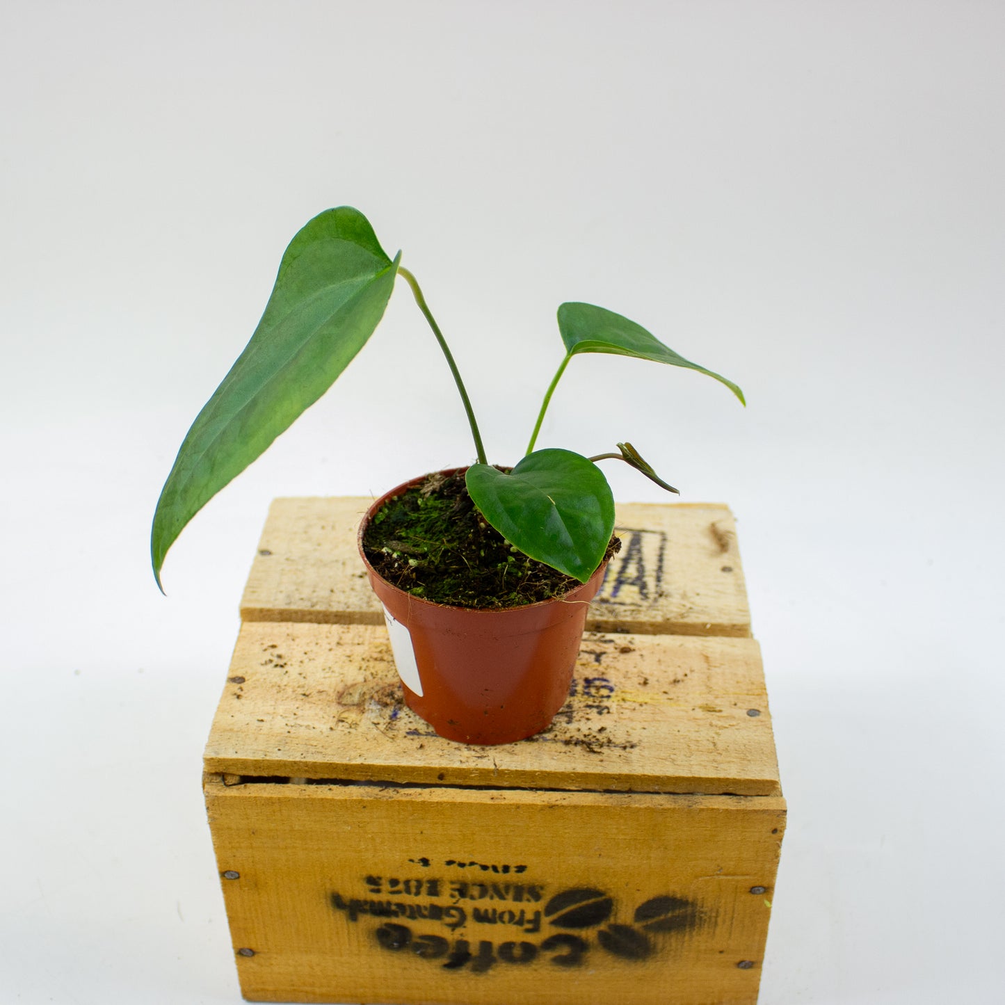 Anthurium Napo 8cm H12cm