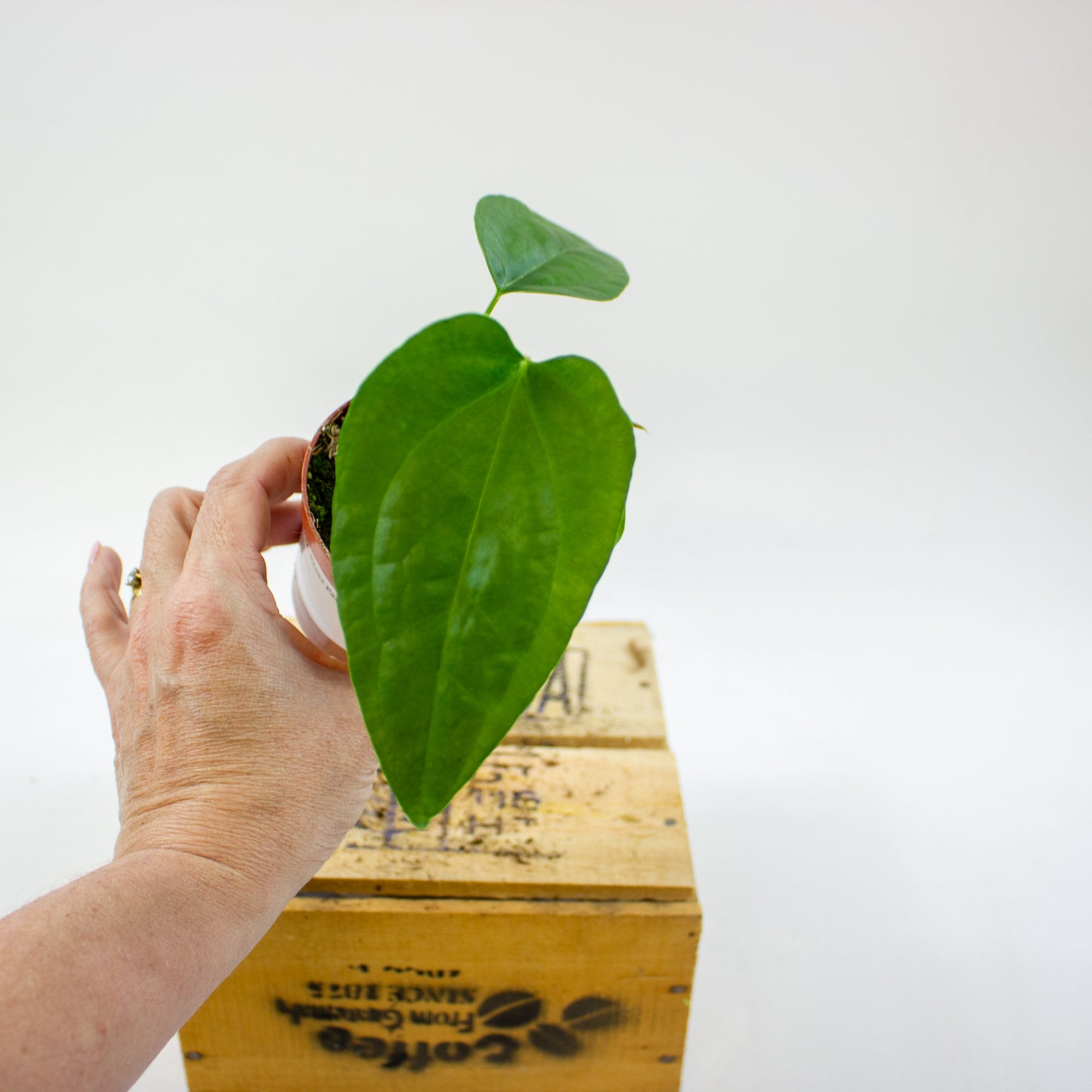 Anthurium Napo 8cm H12cm