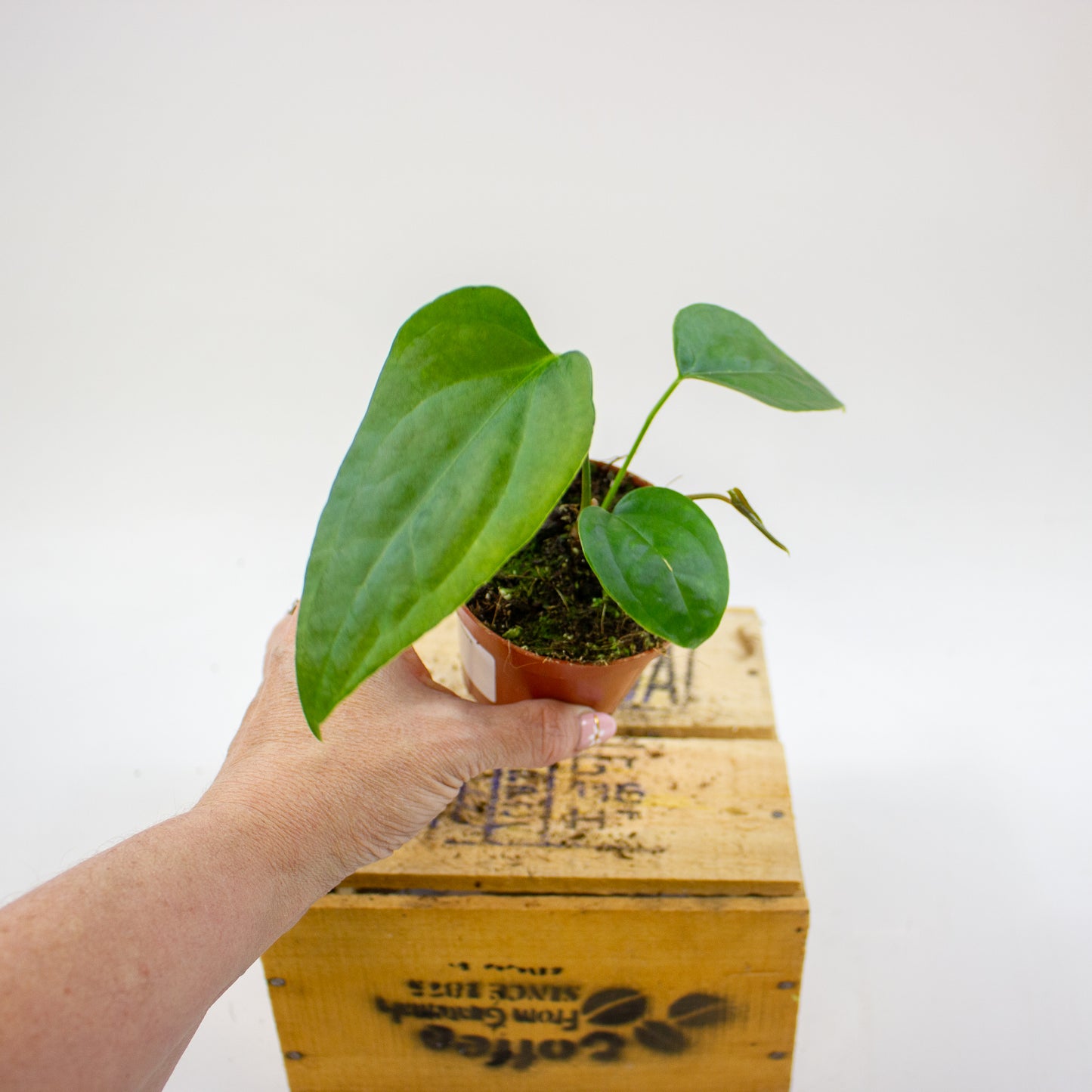 Anthurium Napo 8cm H12cm