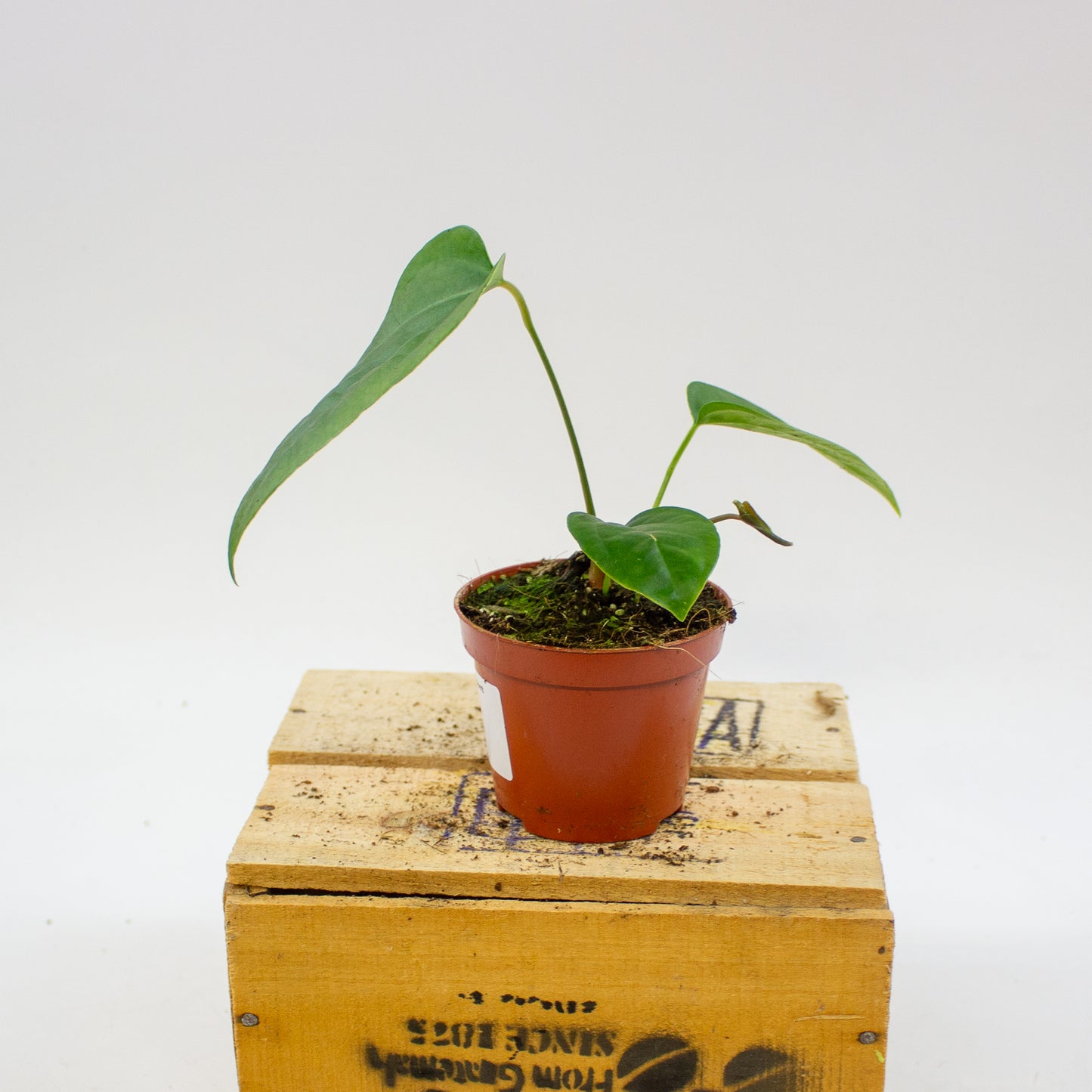 Anthurium Napo 8cm H12cm
