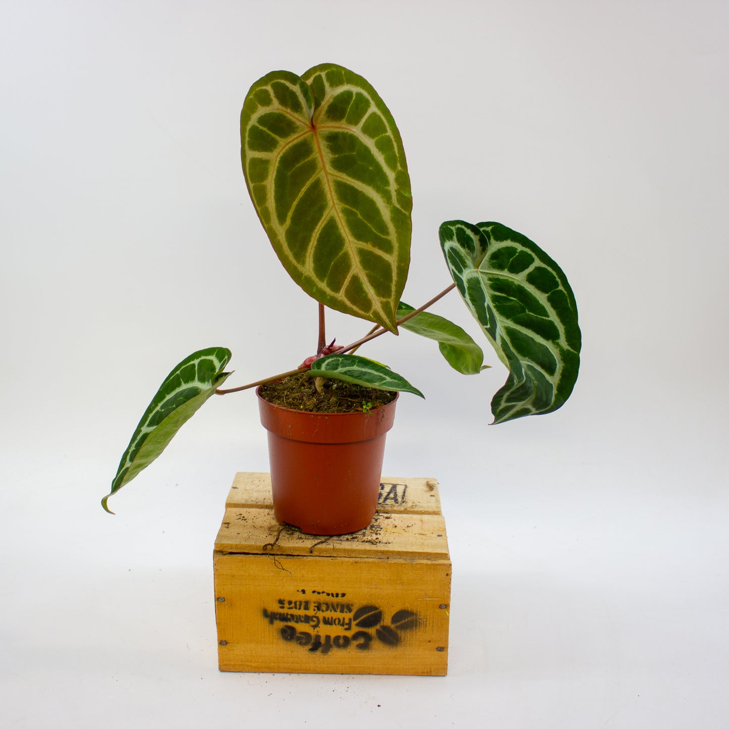 Anthurium Pink Blush 12cm H25cm