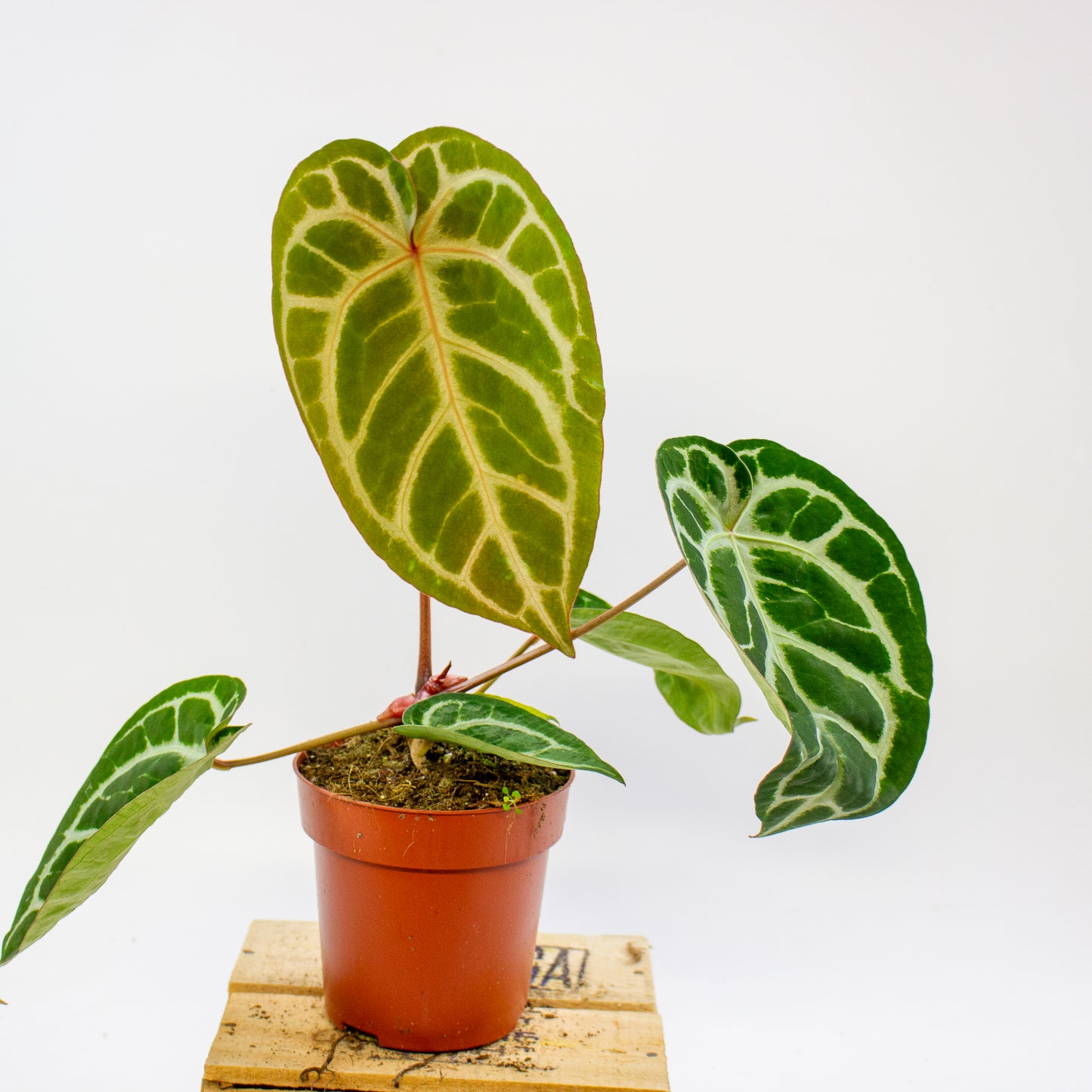 Anthurium Pink Blush 12cm H25cm