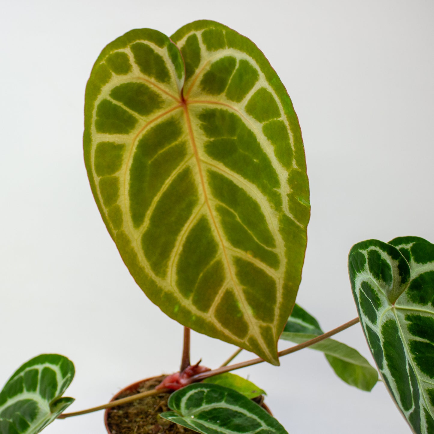 Anthurium Pink Blush 12cm H25cm