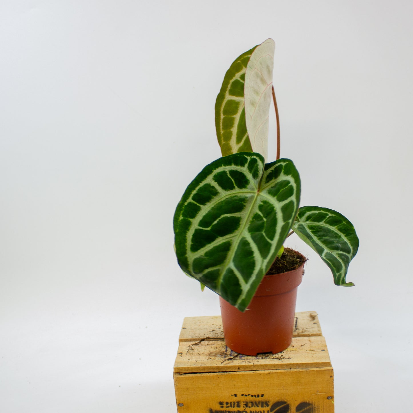 Anthurium Pink Blush 12cm H25cm