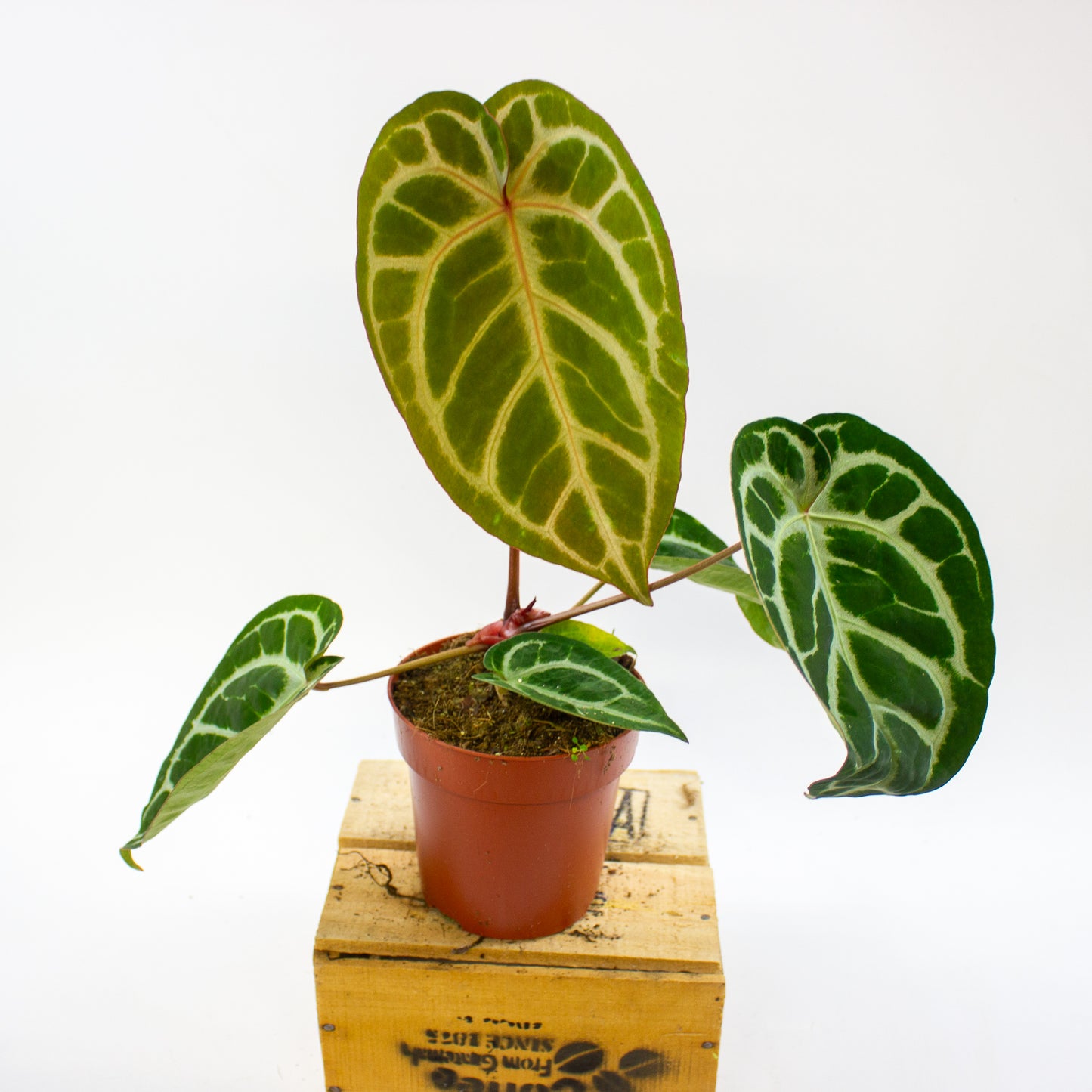 Anthurium Pink Blush 12cm H25cm