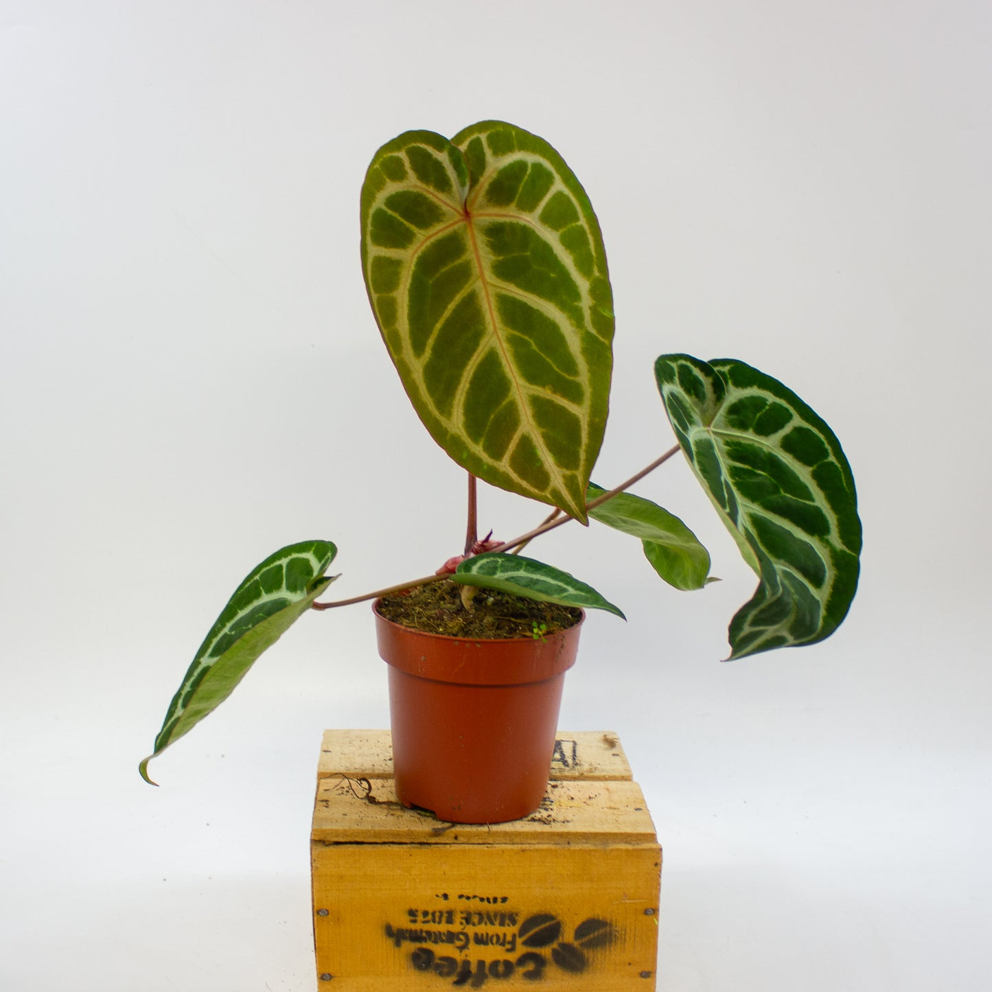 Anthurium Pink Blush 12cm H25cm