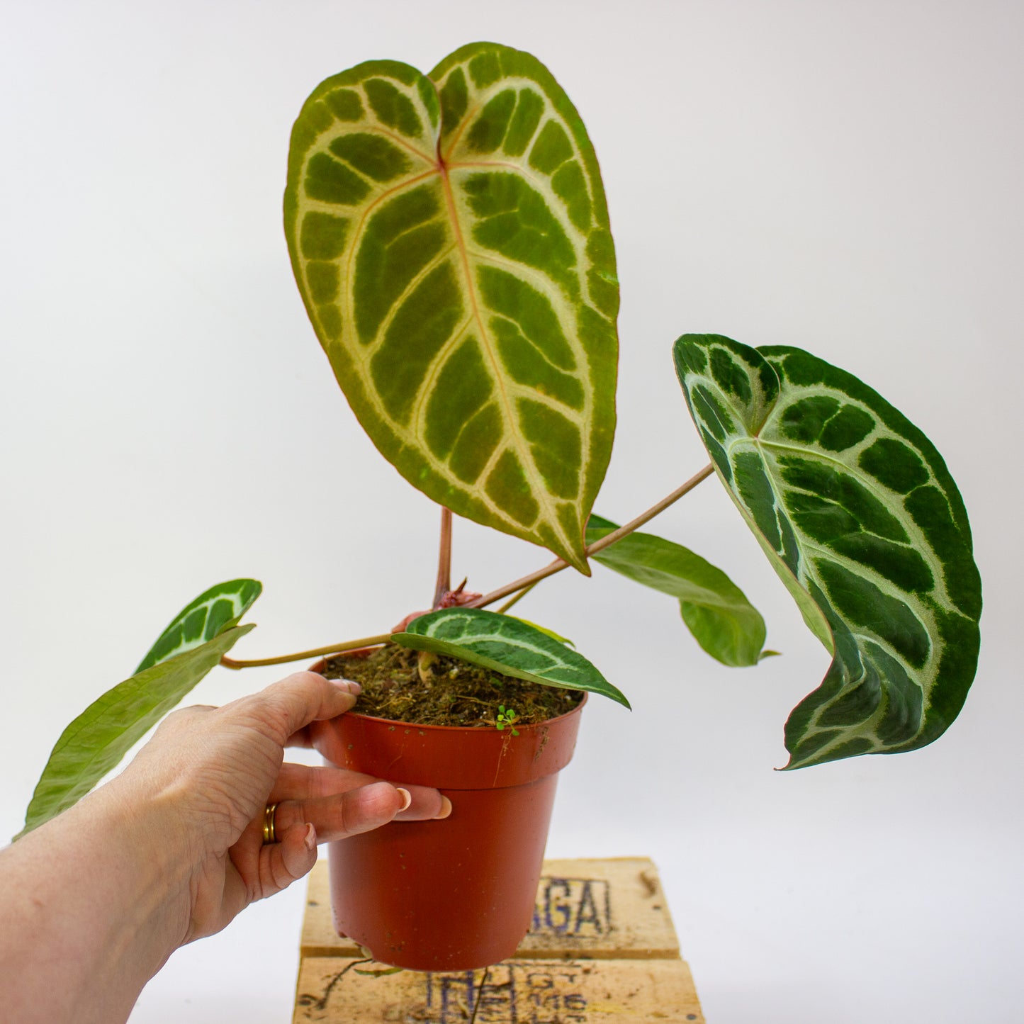 Anthurium Pink Blush 12cm H25cm