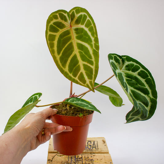 Anthurium Pink Blush 12cm H25cm